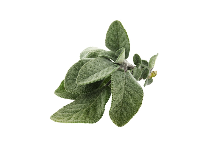 White Sage Essential Oil