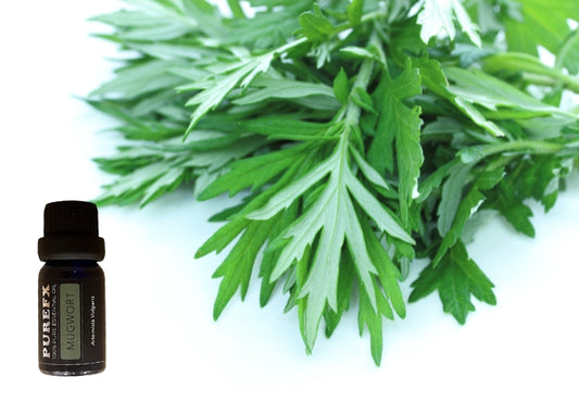Mugwort Essential Oil
