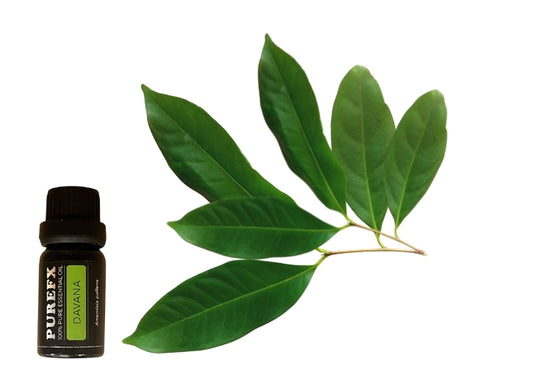 Davana Essential Oil