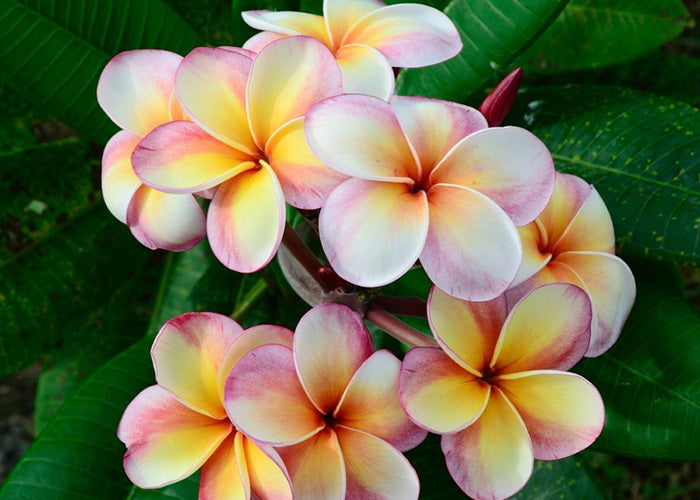 Frangipani Fragrance Oil – PureFx