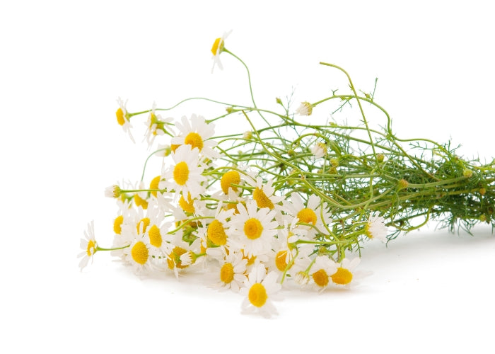 Chamomile (Roman) Essential Oil