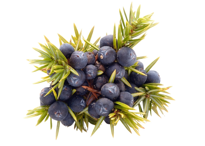 Juniper Berry Essential Oil