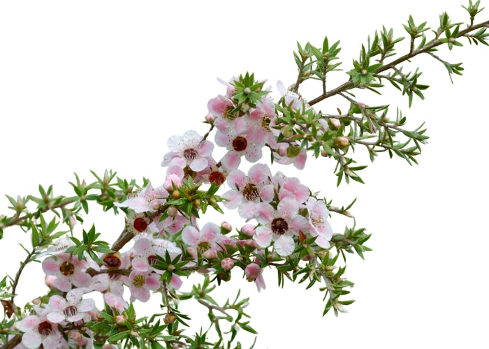 Manuka Essential Oil