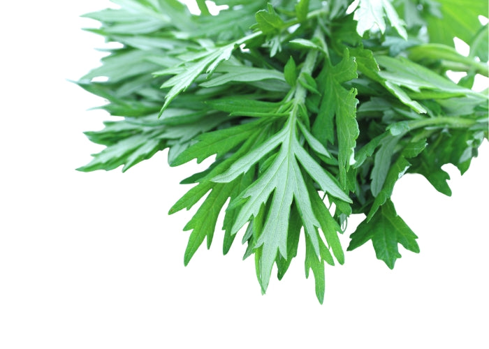 Mugwort Essential Oil