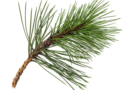 Pine Essential Oil