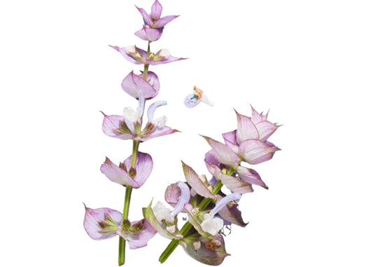 Clary Sage Essential oil