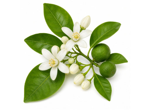 Petitgrain Essential Oil
