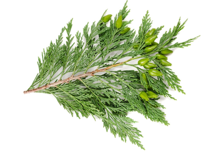 Cypress Essential Oil