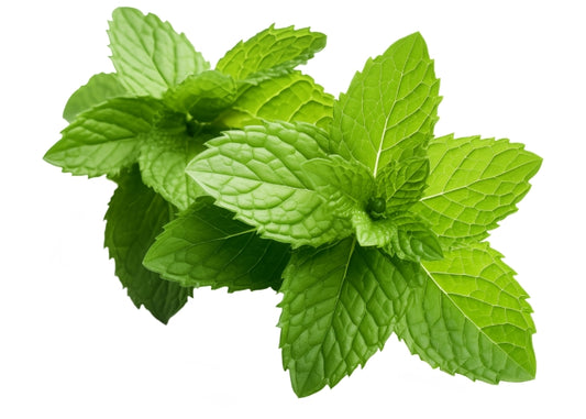 Peppermint Essential Oil