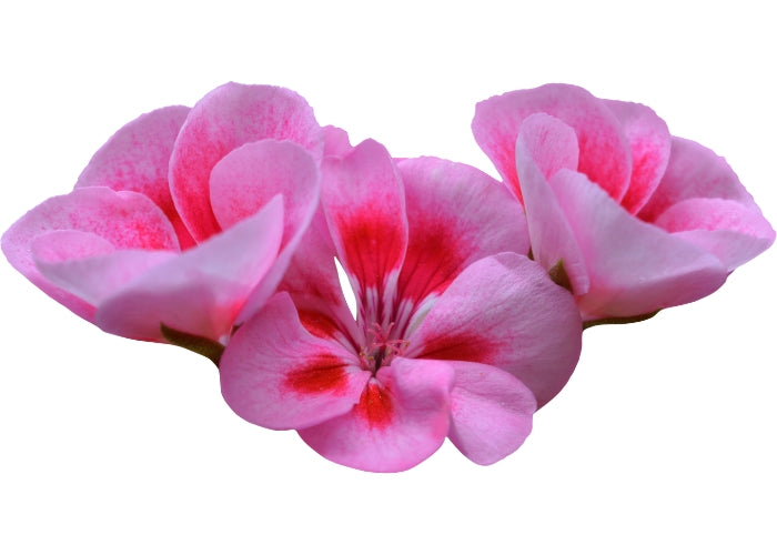 Geranium Essential Oil