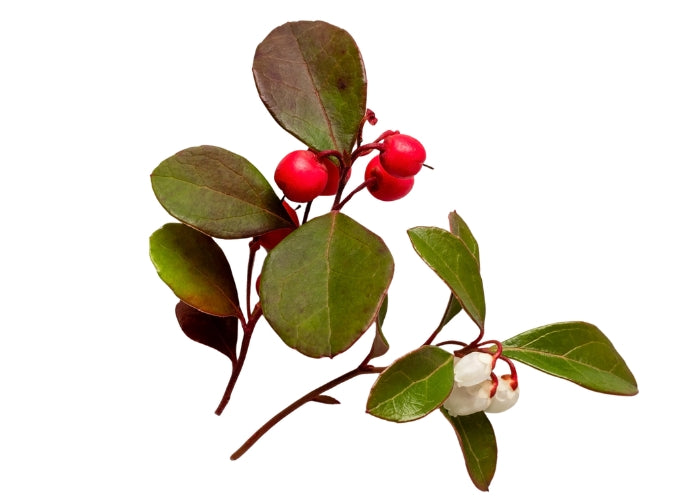 Wintergreen Essential Oil