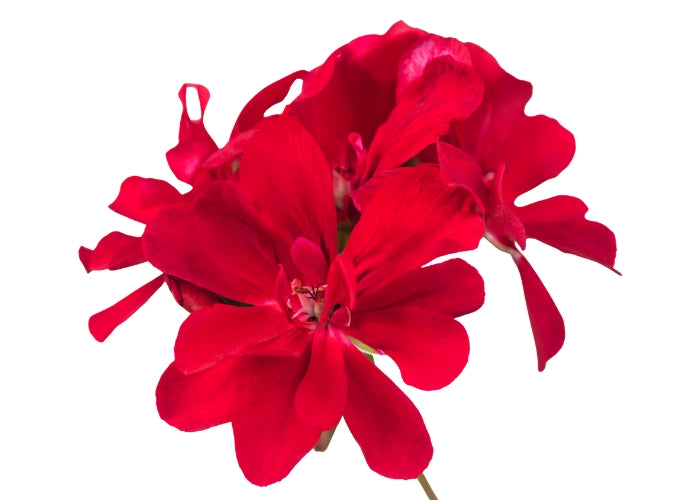 Rose Geranium Essential Oil