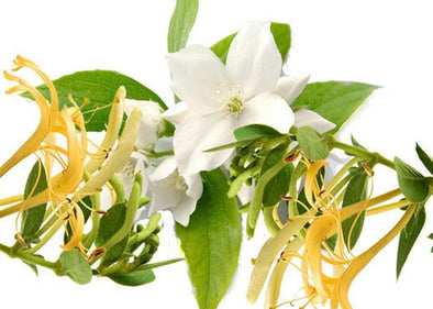 honeysuckle-jasmine_S1HWIMM8XY7R.jpg