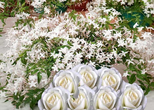 white_Rose_&_Jasmine_SJ7EACDJGI1B.jpg